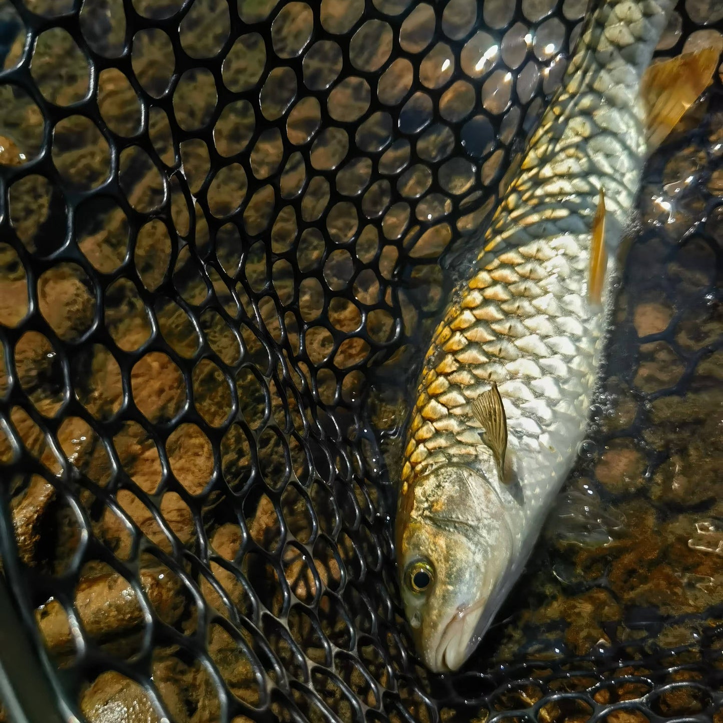 Brook Series Collapsible Landing Net