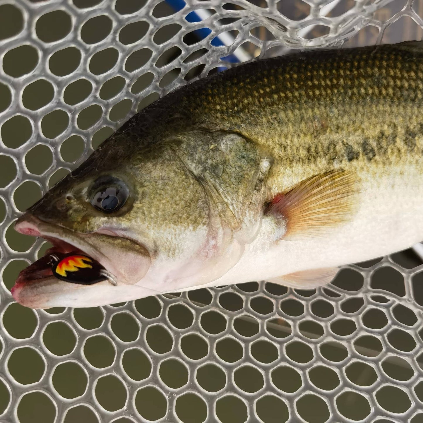 Brook Series Collapsible Landing Net