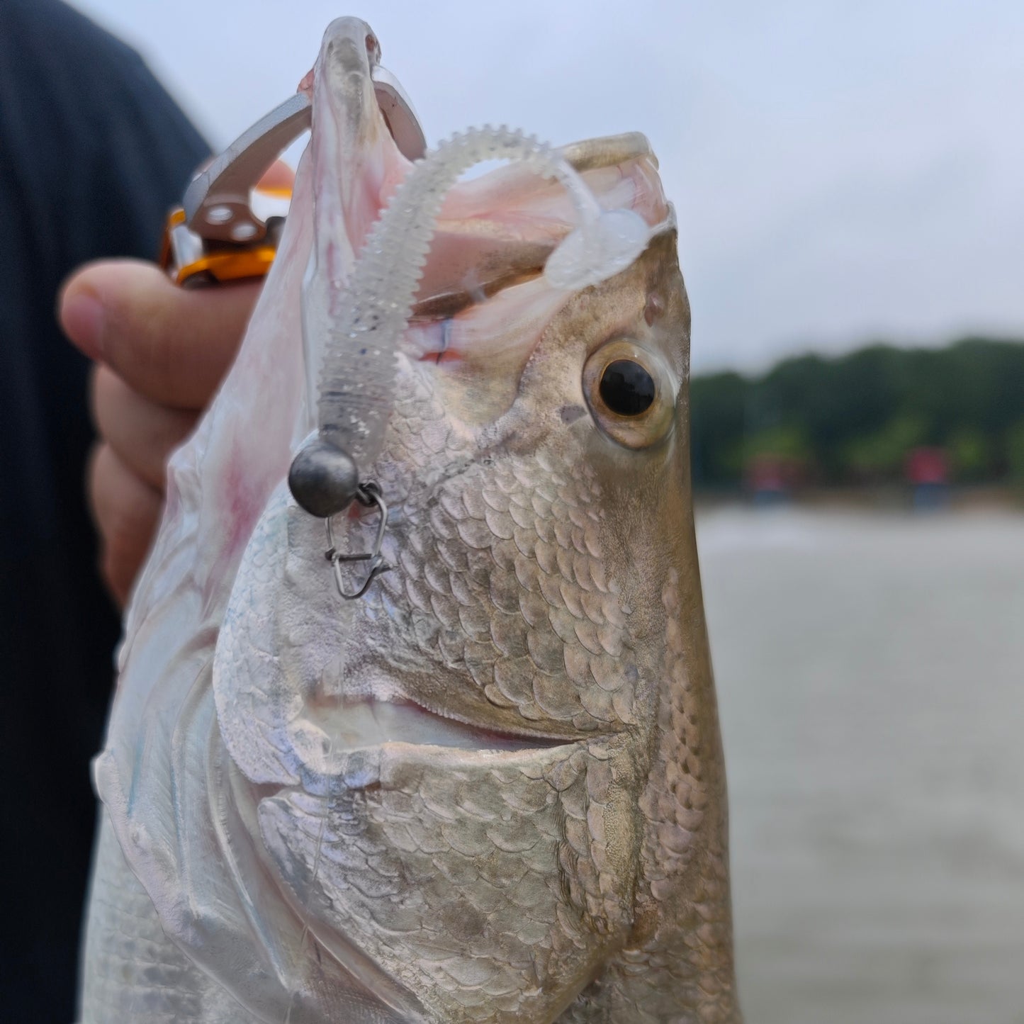 Ribbed Paddle Tail